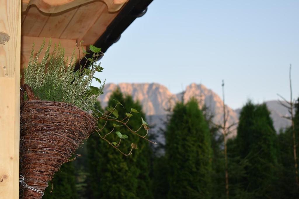 a plant in a hanging basket with mountains in the background at Fiedorówka in Zakopane