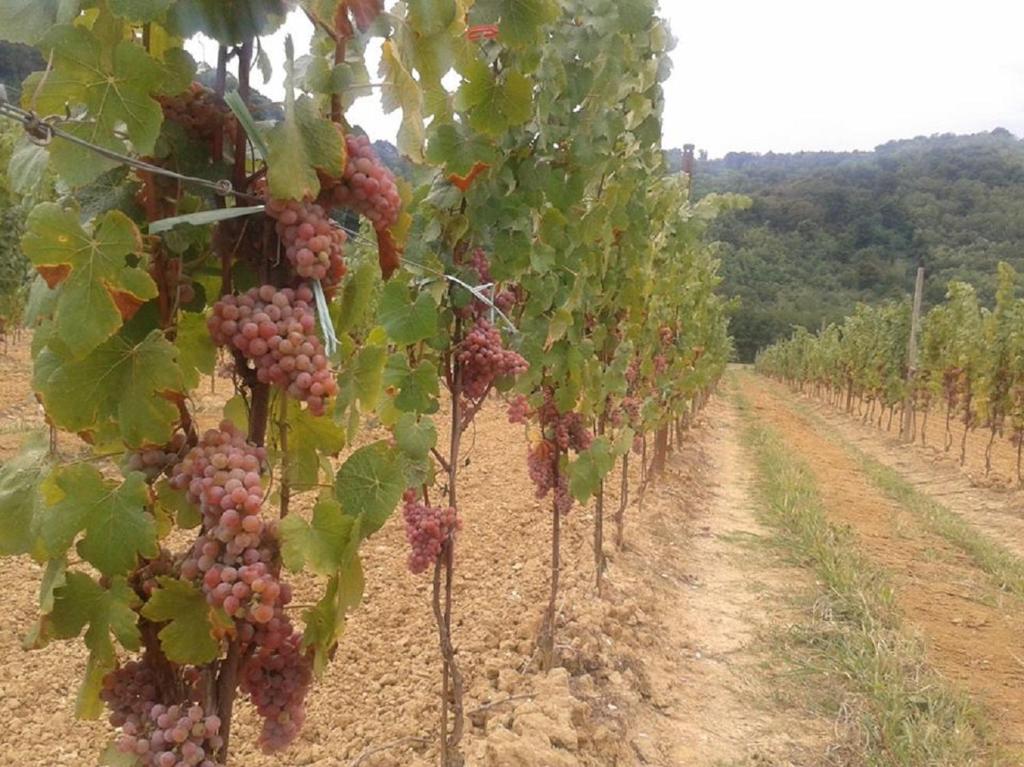 Zahrada ubytování AGRITURISMO Casa Riz