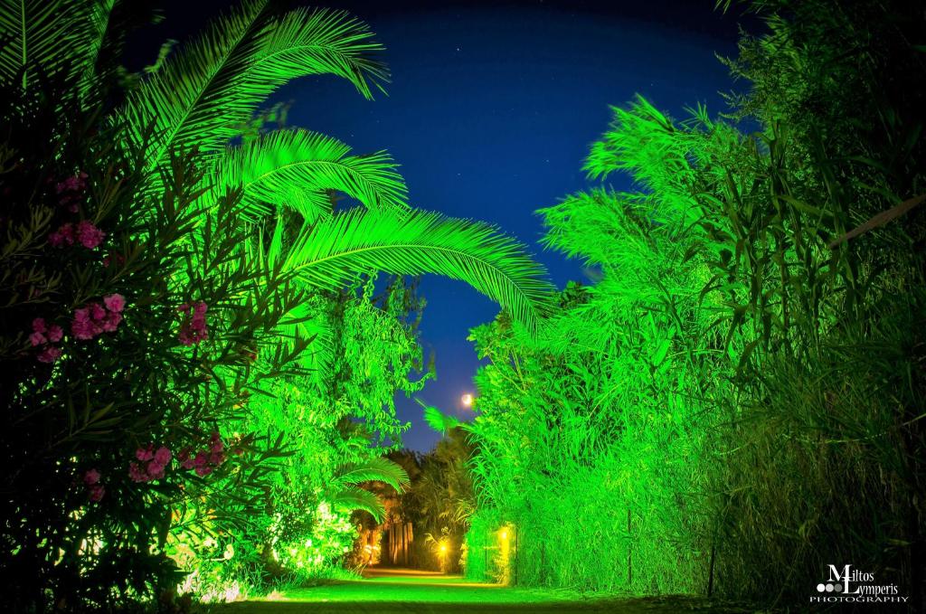 une forêt verdoyante de palmiers la nuit dans l'établissement Ionos, à Pyrgi Thermis