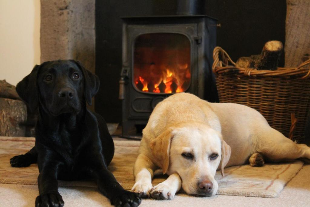 dos perros tirados en el suelo frente a una chimenea en Cardross Holiday Cottages, en Arnprior