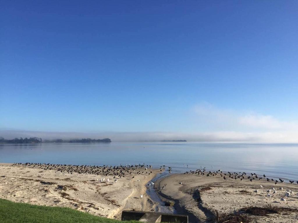 una bandada de aves de pie en una playa cerca del agua en Black Swan Retreat, en Clarks Beach