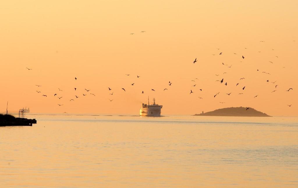 una manada de aves volando sobre el agua con un barco en Boris en Vela Luka