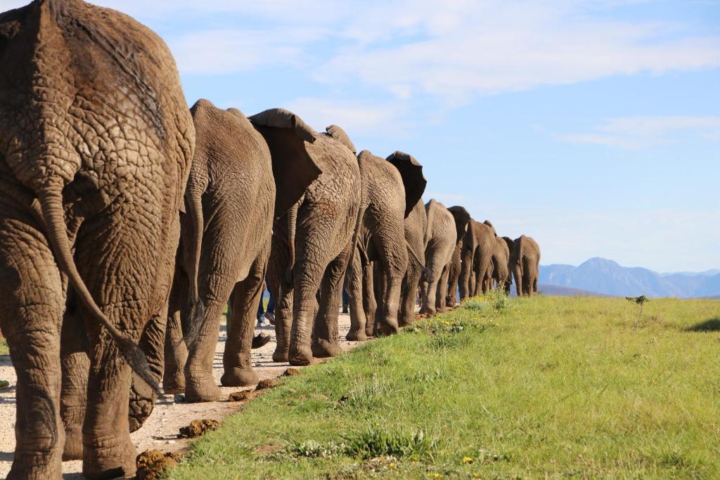 a herd of elephants walking down a dirt road at Knysna Elephant Park Lodge in Plettenberg Bay