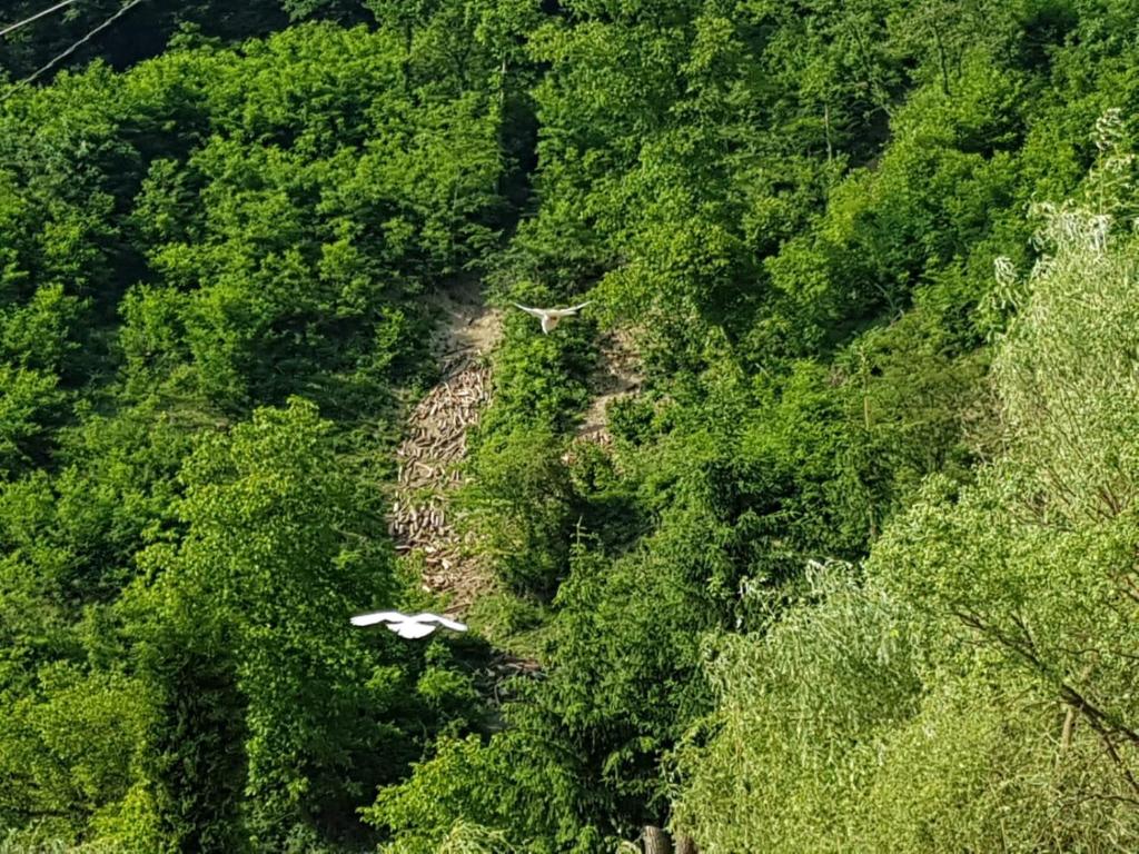 Pensiunea Valea Tonii - Casa De Vacaciones