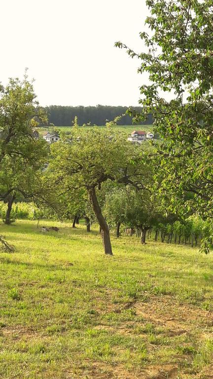 Příroda nedaleko apartmánu
