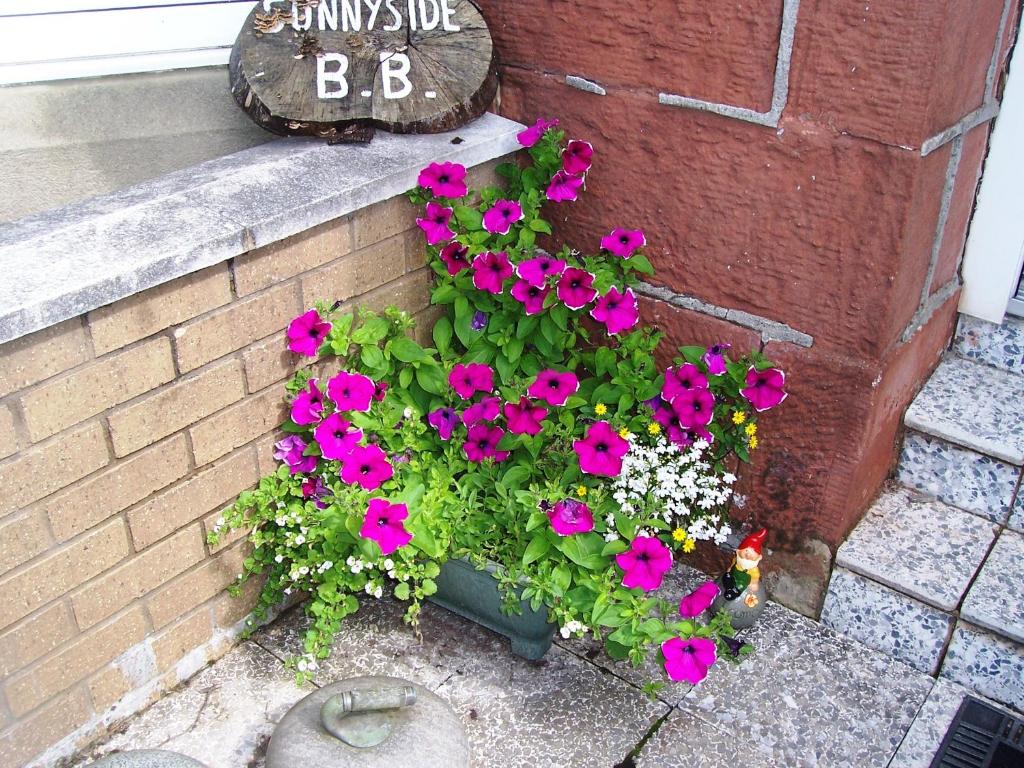 Zahrada ubytování Sunnyside B&B