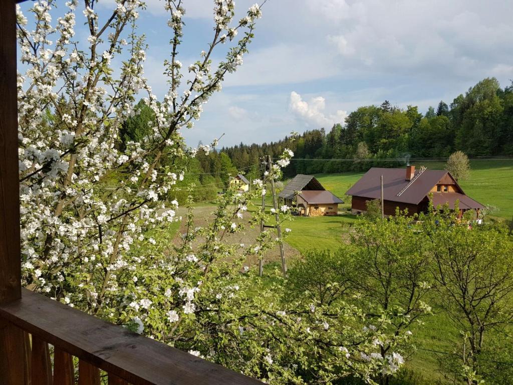 Príroda v okolí horskej chaty