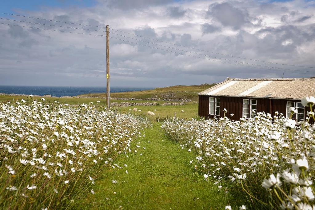 a field of white flowers next to a building at Durness Youth Hostel in Durness