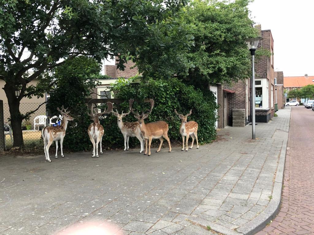 un groupe de cerfs debout sur le côté d'une rue dans l'établissement Pension Pitstop, à Zandvoort