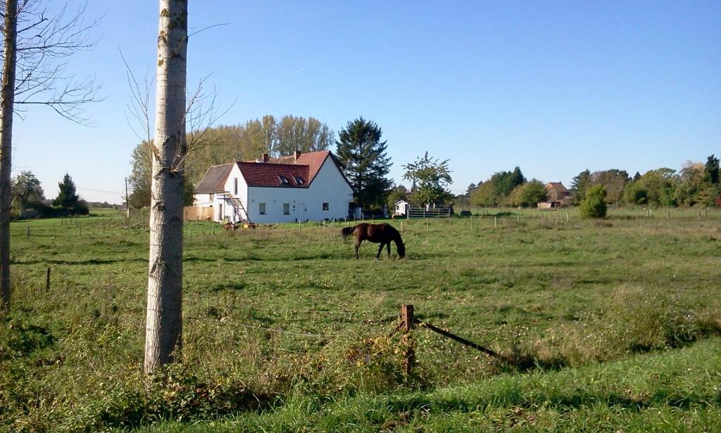 un cavallo che pascola in un prato di fronte a una casa di Ferme Lenfant a Ville-Pommeroeul