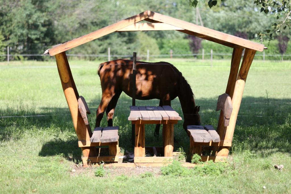 Zvířata v kempu nebo okolí