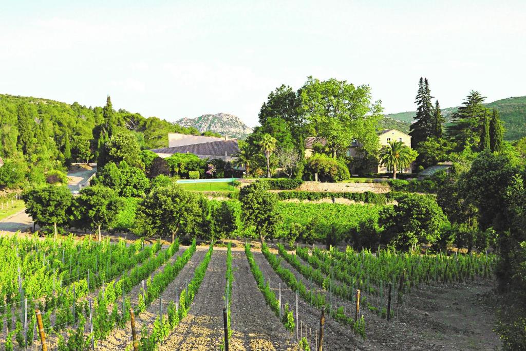 un viñedo con un montón de vides verdes en Château Haut Gléon, en Villesèque-des-Corbières