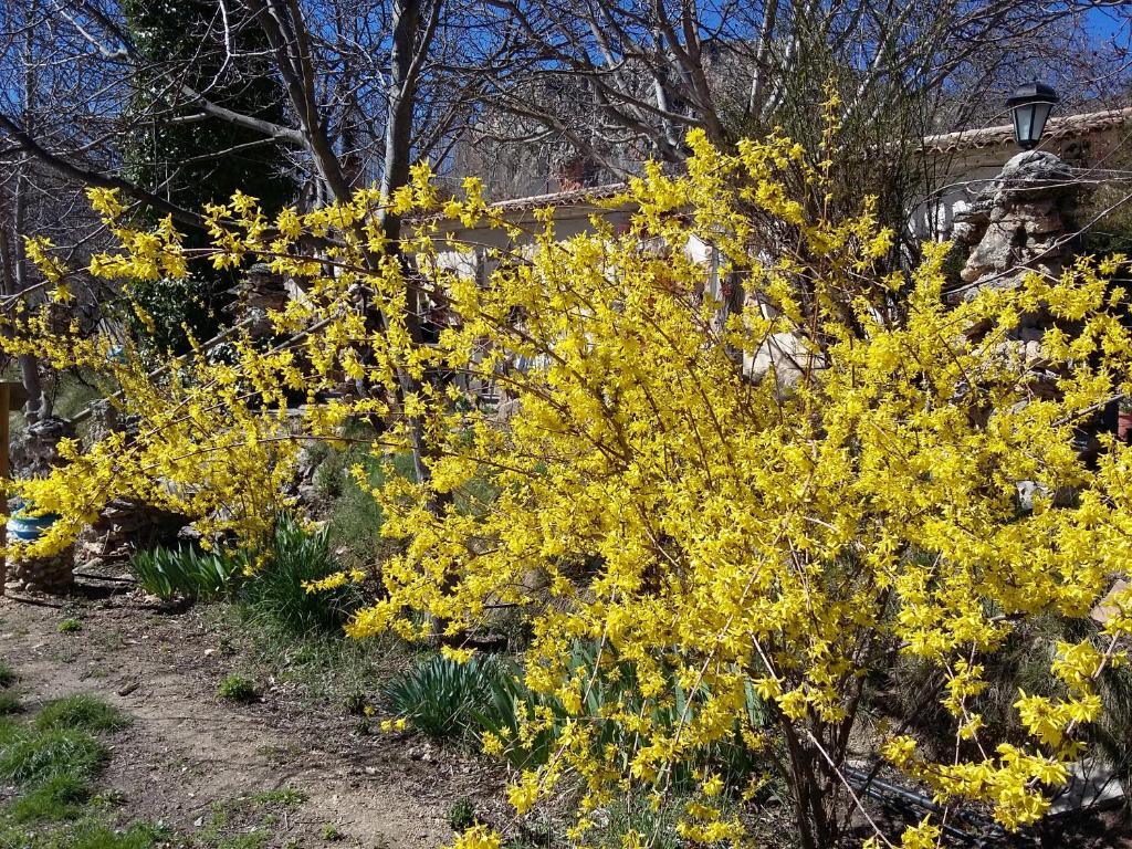 A garden outside Casas Rurales Los Enebros Nerpio