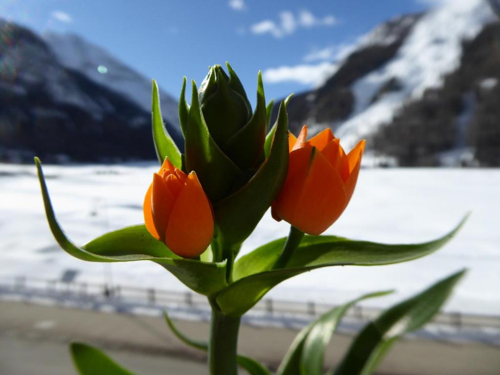 a bouquet of orange flowers in front of a window at La Maison De Chouflette in Cogne