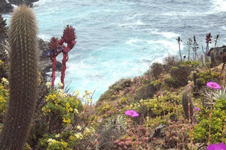 um grupo de cactos e flores numa colina perto do oceano em Cabañas Los Molles em Los Molles