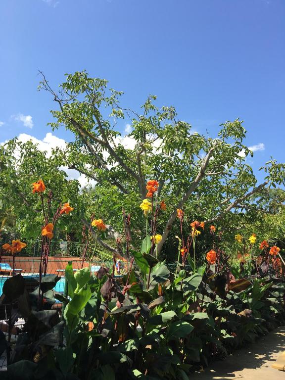 a garden filled with lots of flowers on top at Résidence Fior di Rena in Saint-Florent