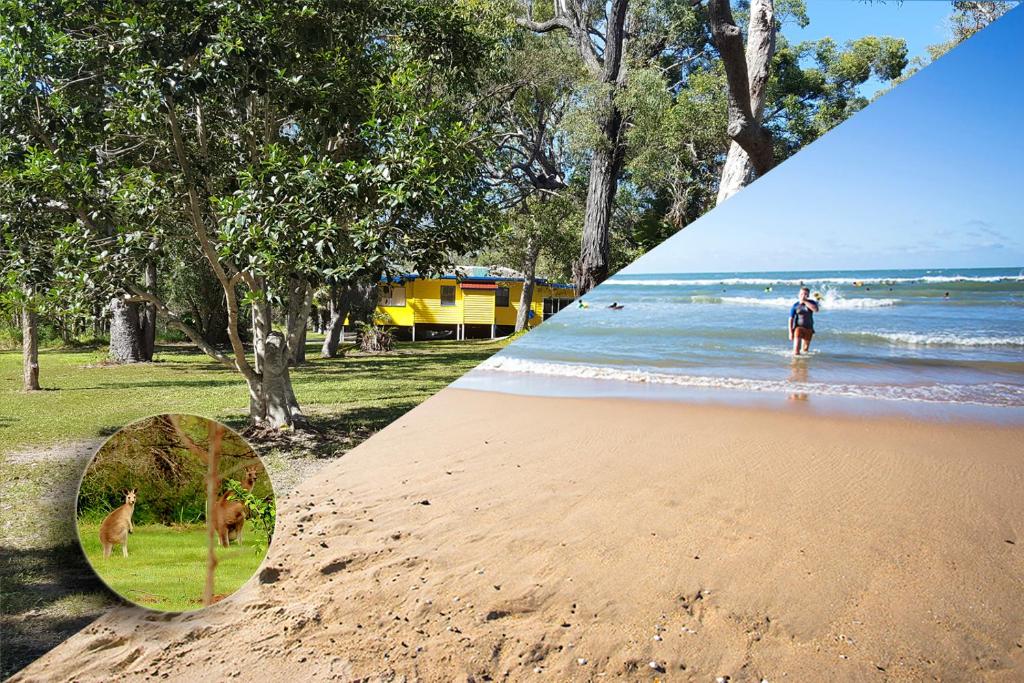 a picture of a dog standing on a beach at Yellow Cottage - bush and beach in Agnes Water