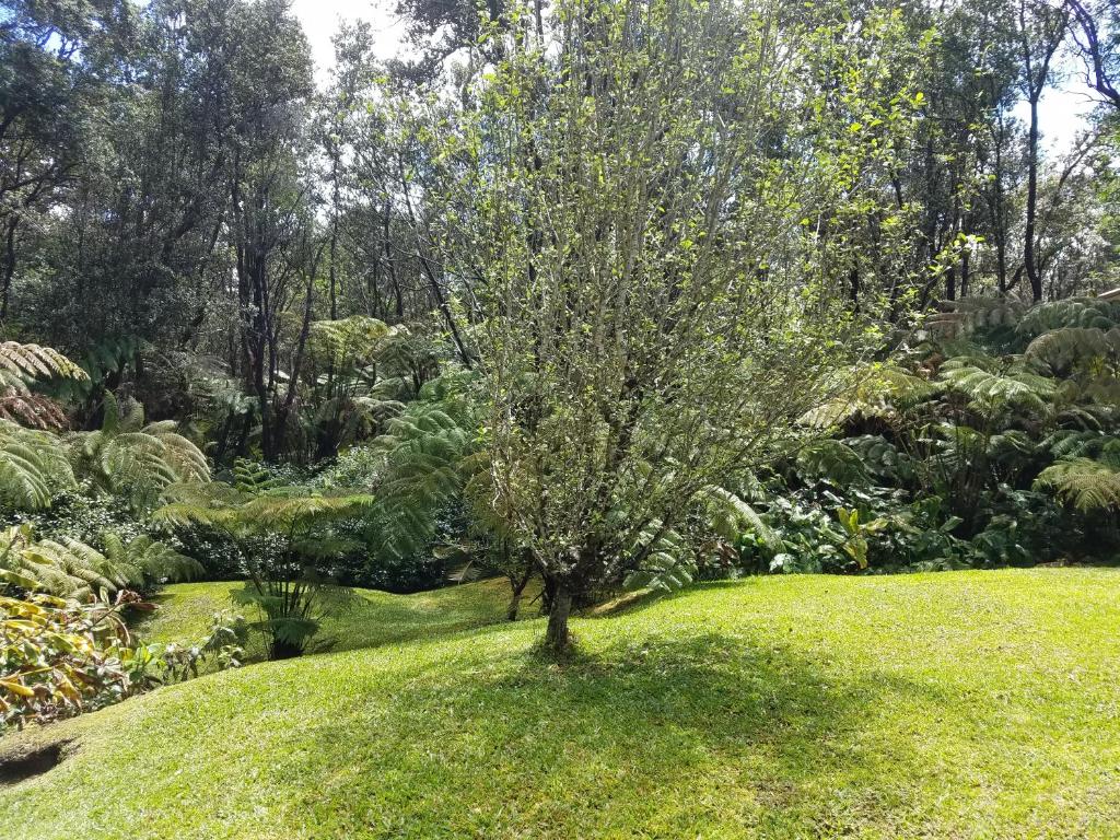 Zahrada ubytování 'Ama'u Lani Cottage