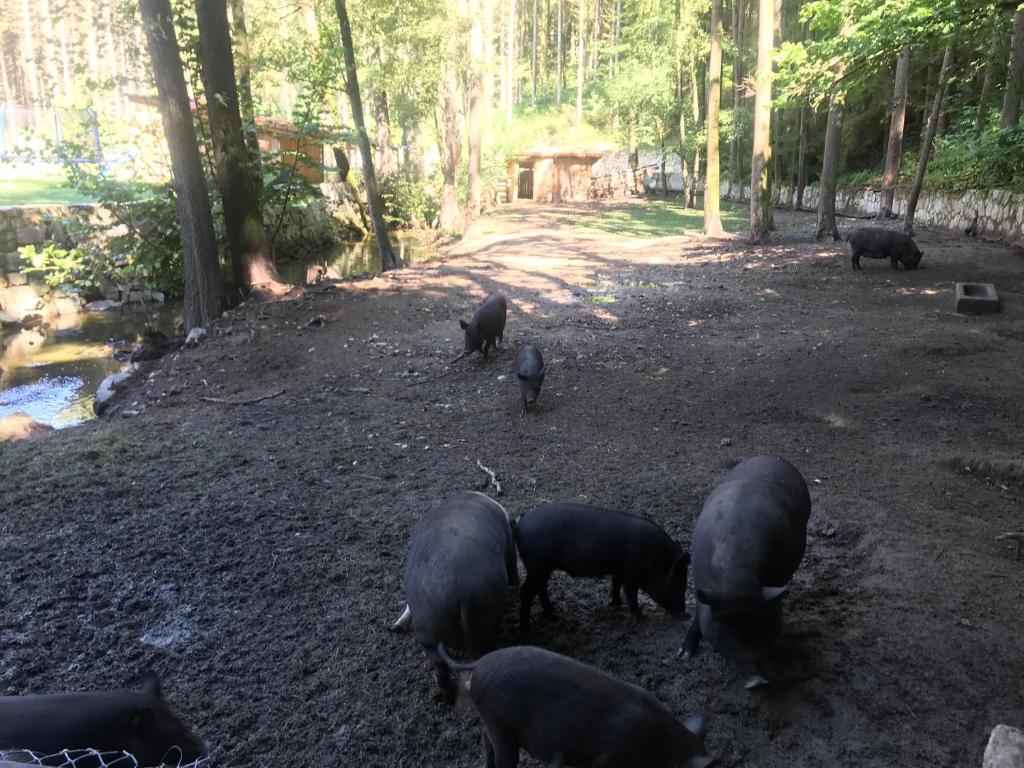 Zvířata v penzionu nebo okolí