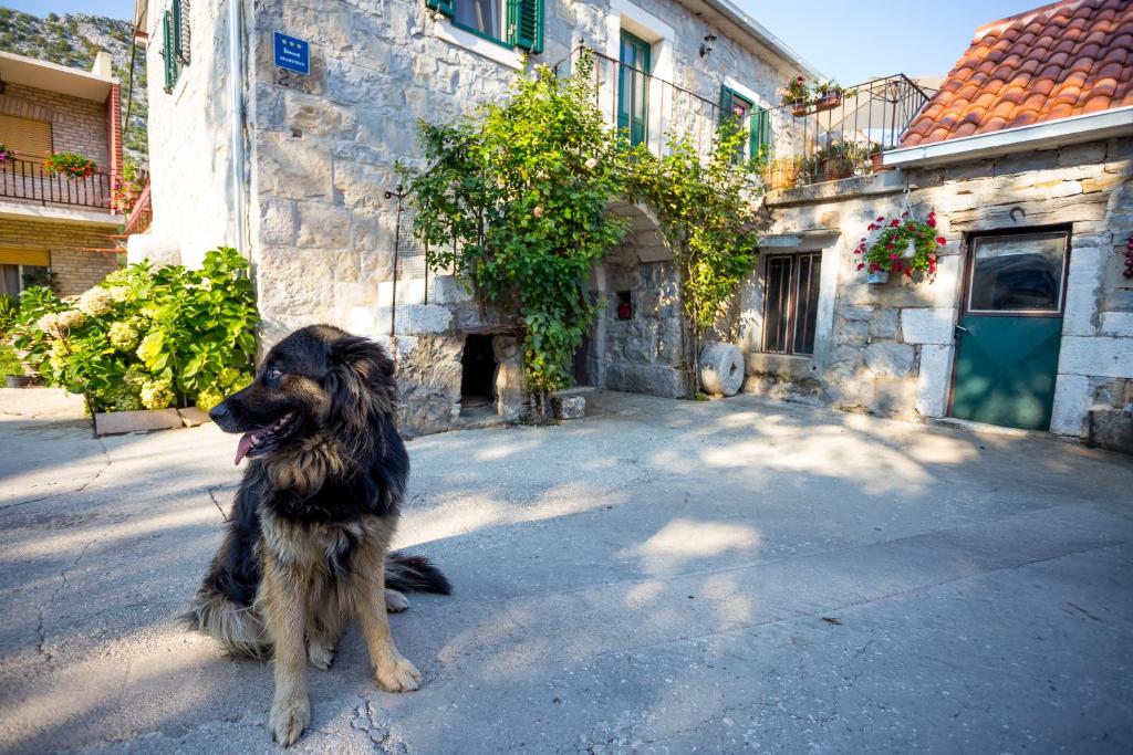 Domácí mazlíčci ubytovaní s hosty v ubytování Apartmani Rebac
