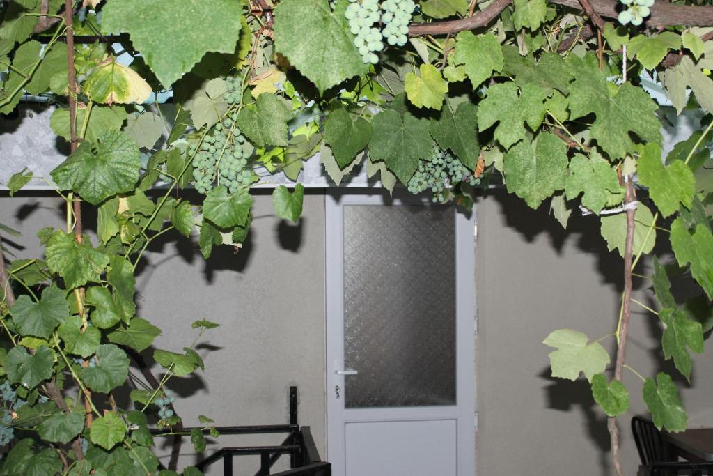 Jardí fora de mariko