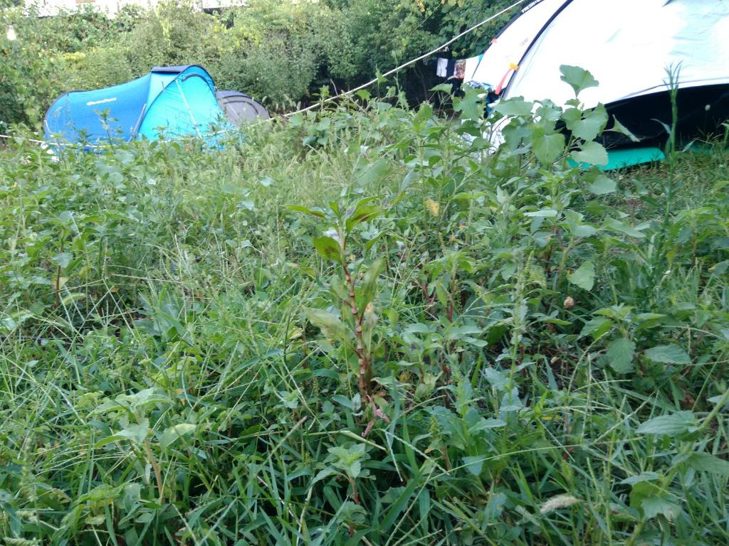 Zahrada ubytování Camping late