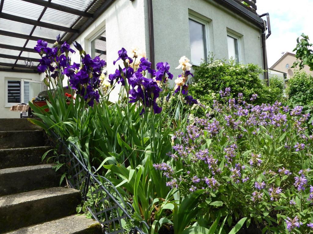 a garden of purple flowers in front of a house at FeWo Batek in Trechtingshausen