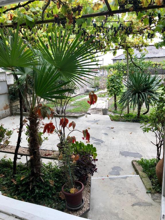 Jardí fora de Winehouse