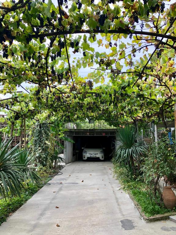 Jardí fora de Winehouse