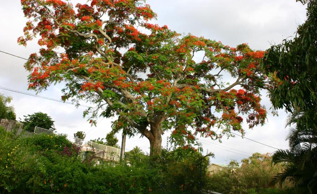 Ein Baum mit roten Blumen drauf. in der Unterkunft Villa Flamboyant in Le Portail