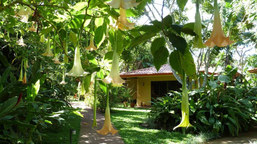 a bunch of white flowers hanging from a tree at Tacacori EcoLodge in Alajuela City