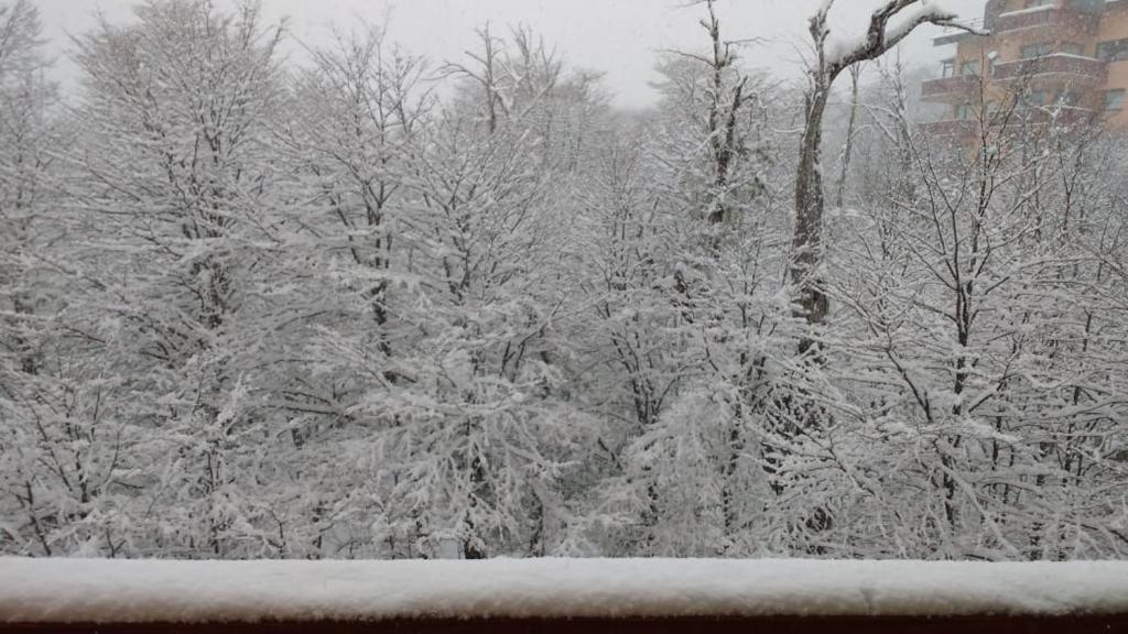 Bosque Nevado v zimě