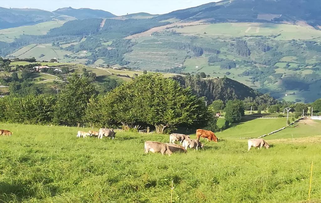 Állatok a kúriában vagy a közelben