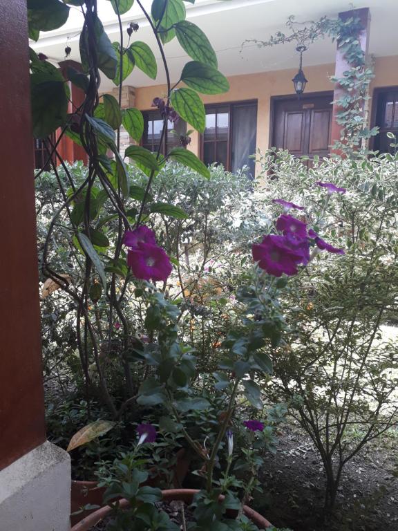 Zahrada ubytování Posada Gema de Copan