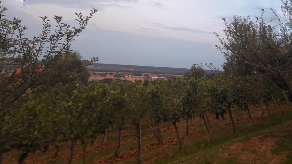 Příroda nedaleko apartmánu