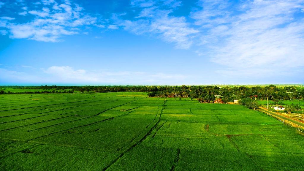 Avonil Resort Yala - 14