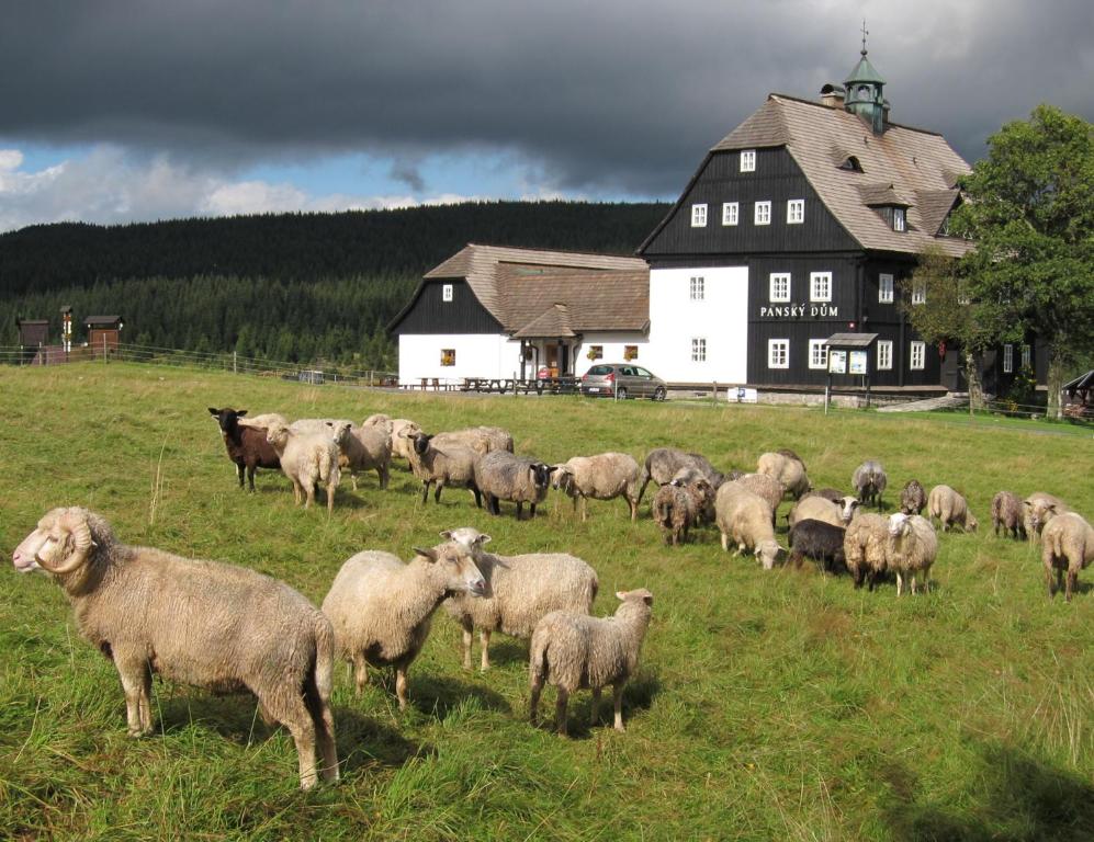 Zvířata v hotelu nebo okolí
