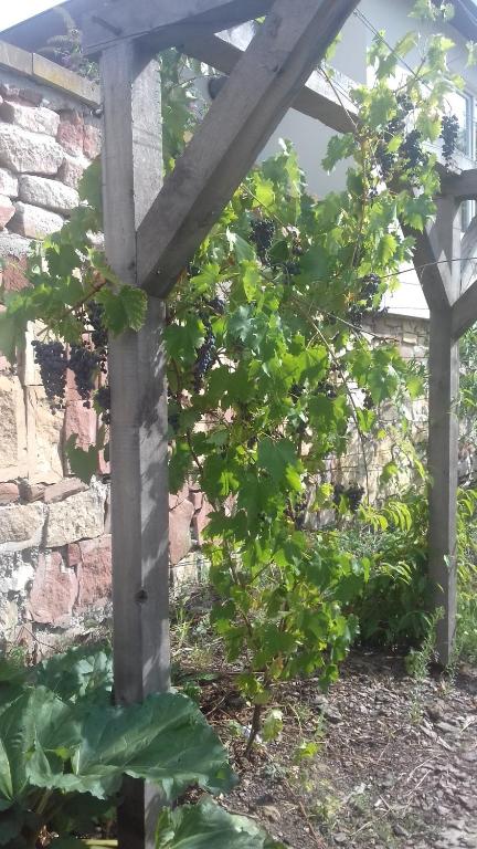 Zahrada ubytování Aux vignes