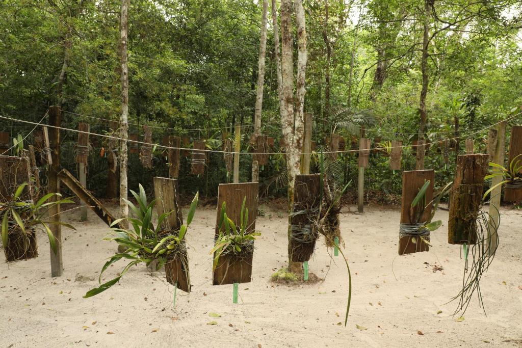 Zahrada ubytování Amazon Ecopark Jungle Lodge