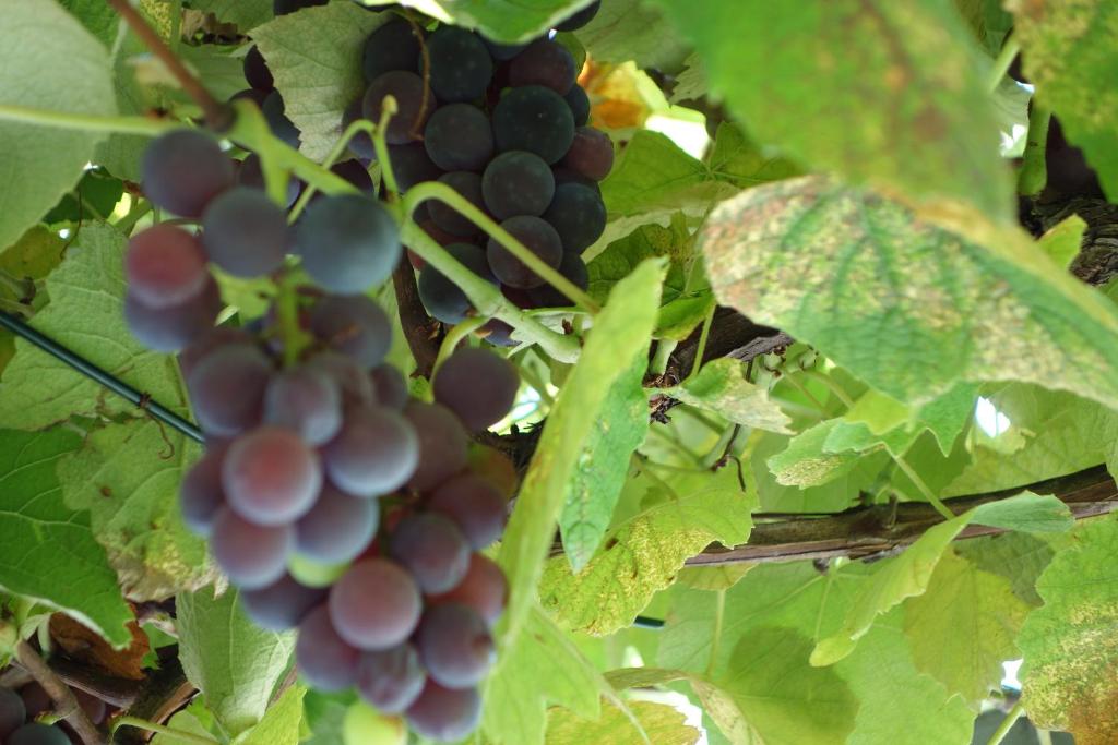 a bunch of grapes hanging on a vine at Das Weinberghaus in Ratsch an der Weinstraße