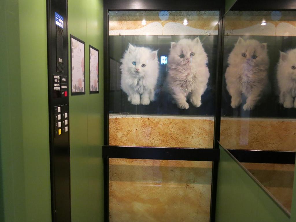a group of white cats sitting in a display case at Digonera Historic Hotel B&B in Rocca Pietore