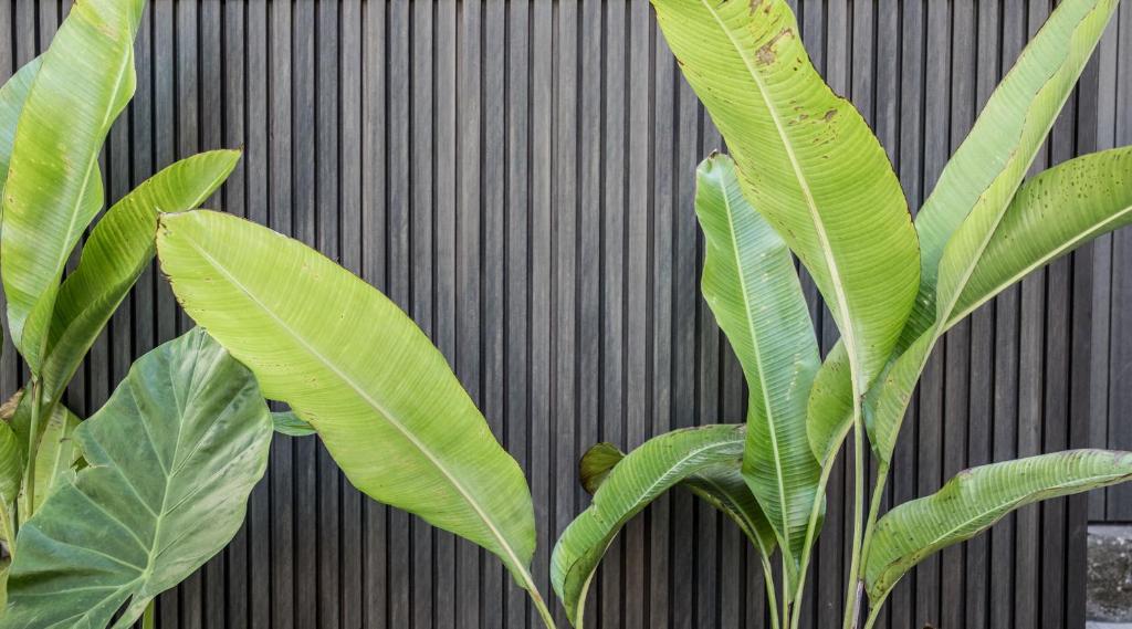 The Baxley Bondi - Resim 26