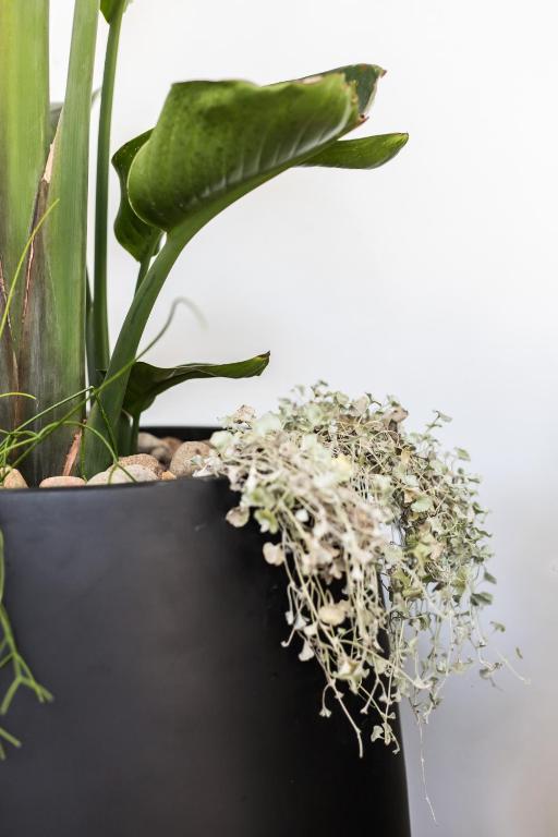 The Baxley Bondi - Resim 43