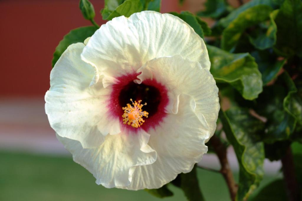  Pousada dos Hibiscos