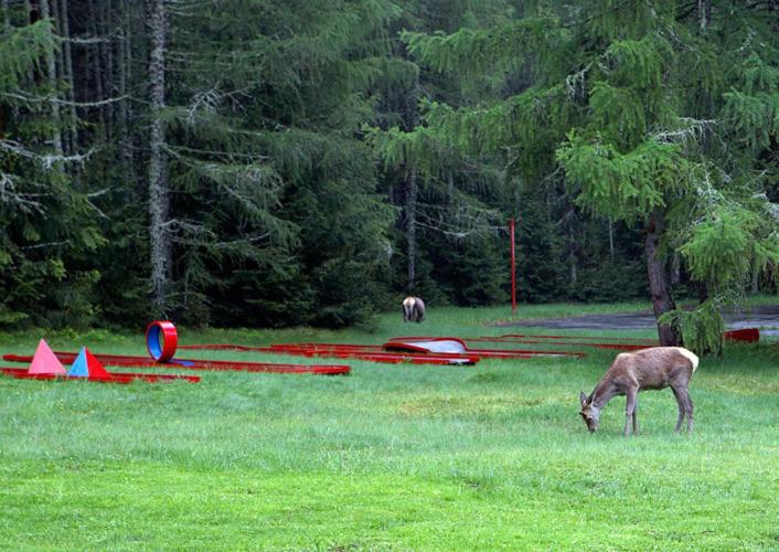 Zvieratá v hoteli alebo blízkom okolí