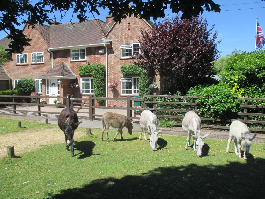 un gruppo di animali che pascolano sull'erba di fronte a una casa di Hops Annex a Brockenhurst