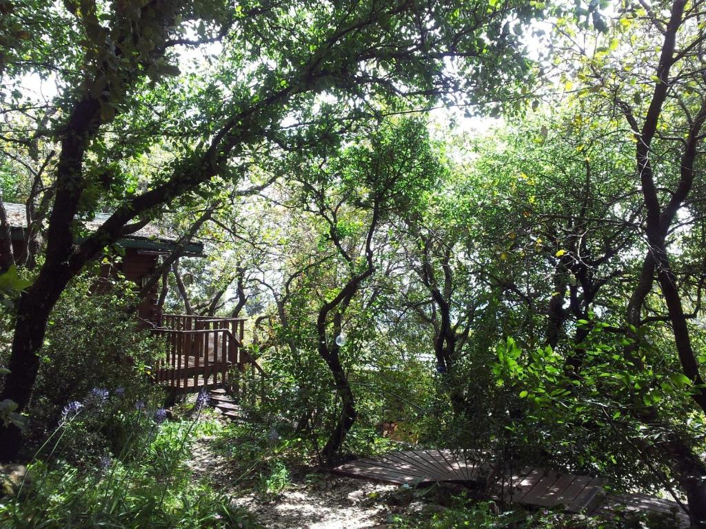 a wooden walkway through a forest with trees at Eretz Hagalil - Land of Galilee in Amirim