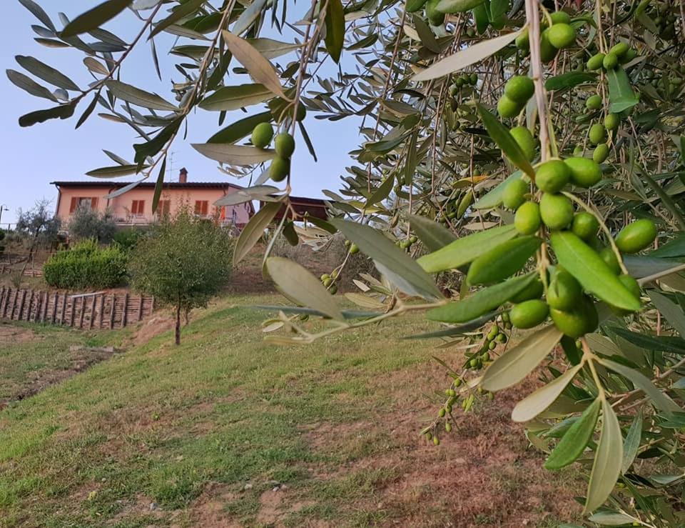 Zahrada ubytování B&B I Coppi
