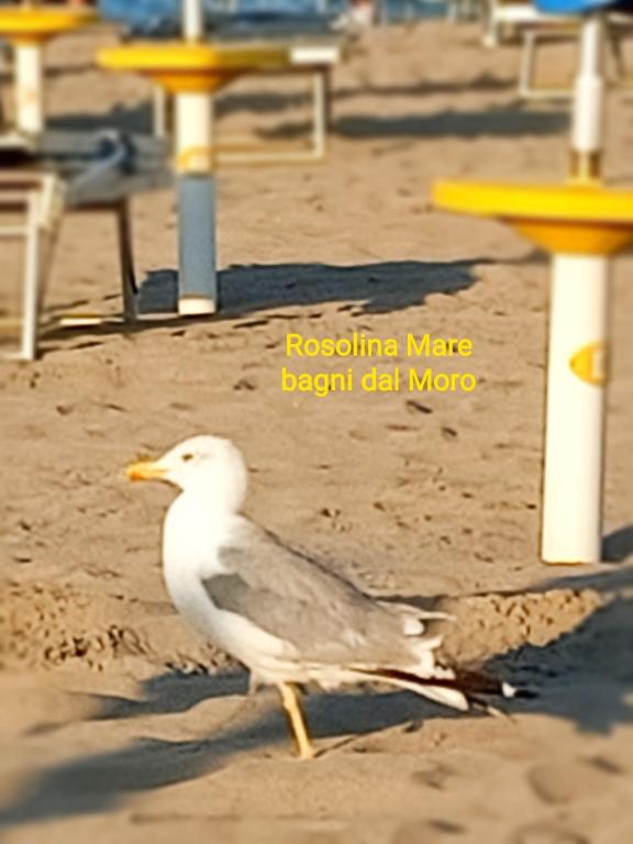 Fotografie z fotogalerie ubytování Adria Bella Locazione Turistica v destinaci Adria