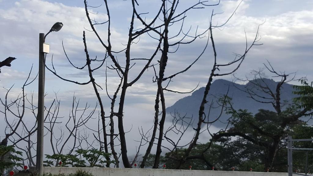 a tree with no leaves next to a street light at TFG B&amp;B in Lugu Lake